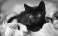 глаза, кот, кошка, взгляд, чёрно-белое, котенок, черный, грустный, одеяло