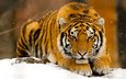 тигр, снег, зима, хищник, рыжий, зверь