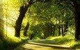 свет, дорога, деревья, зелень, лес, лучи, лето, moment of silence, солнечный свет