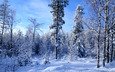снег, лес, зима, много