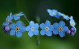 цветы, природа, растения, макро, незабудки, голубые, синие