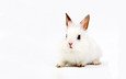 фон, белый, кролик, уши