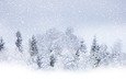 деревья, снег, зима, winter beauty, летящий, кругом бело