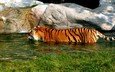 тигр, водоем, купание