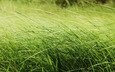 трава, природа, макро, фото, поле, красота, обои на рабочий стол