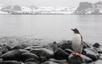 камни, море, горизонт, холод, пингвин