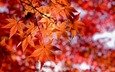 осень, красные листья, стиль макро