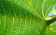 зелёный, макро, лист, прожилки, растение