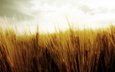 небо, природа, фото, поле, колосья, пшеница, колоски, урожай, жатва