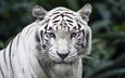 тигр, взгляд, белый, хищник, большая кошка, белый тигр