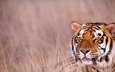 тигр, трава, взгляд