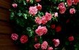 цветы, бутоны, листья, розы, лепестки, стена, розовые, куст