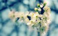 природа, дерево, цветение, размытость, весна