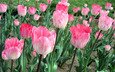 тюльпаны, розовые, поле цветов