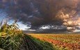 облака, поле, кукуруза
