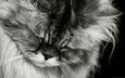 кот, мордочка, усы, кошка, взгляд, чёрно-белое, пушистый, спит