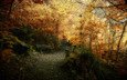 деревья, природа, листья, фото, парк, осень, осенние обои, красивые картинки, леса