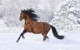 лошадь, снег, зима