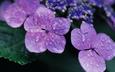 цветы, роса, капли, лепестки, фиолетовый, растение, лиловый, фиалки, гортензия