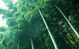 свет, растения, зелёный, бамбук