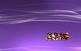 тигр, полосы, новый год, линии, волны, фиолетовый, 2010