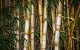 листья, бамбук