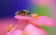 цветок, цвет, пчела