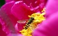 цветок, лепестки, розовый, пчела