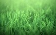 трава, природа, листочки, зеленая