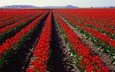 поле, панорама, тюльпаны
