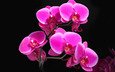 красота, орхидея, фаленопсис, малиновая