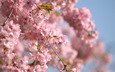 небо, ветви, весна, розовые цветы