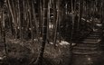 лес, ступеньки, стволы, бамбук, сепия