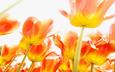 цветы, ярко, тюльпаны, красиво, оранжевые, куча