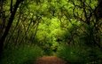 природа, зелень, растения, лес