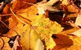 природа, обои, макро фото, осень, лист