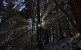 свет, деревья, солнце, снег, природа, обои, лес, зима, фото, лучи
