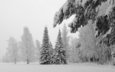 деревья, снег, природа, дерево, зима, фото, мороз, пейзажи, зимние обои, холод, ель, елки, ели