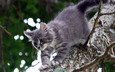 дерево, котенок, серый, кошки, катейка