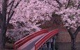 мост, япония, сакура