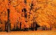 деревья, природа, желтый, обои, листья, фото, осень, осенние обои, леса, листопад, парки