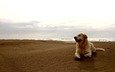 небо, песок, пляж, горизонт, собака, пес