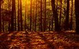 свет, лес, листья, осень, осен