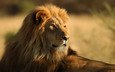 животные, африка, львов, львы, дикие кошки, саванна, animals wallpapers
