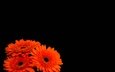 цветы, лепестки, черный фон, оранжевые, герберы