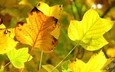 желтый, осень, желтые листья, передний план