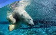 вода, медведь, пузыри, под водой, белый медведь, арктика