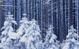 снег, новый год, лес, зима