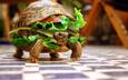 животные, черепаха, бутерброд, юмор, овощи