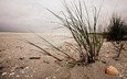 трава, берег, песок, пляж, ракушка